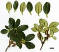 SpeciesSub: subsp. cephalanthum Crebreflorum Group